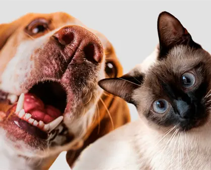 Nuevo Laredo asegura suministro para gran campaña antirrábica en 2026