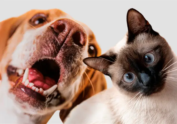 Nuevo Laredo asegura suministro para gran campa&ntilde;a antirr&aacute;bica en 2026