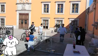 ¿Eres de Durango y quieres una mascota en adopción? Acude a cualquiera de estos lugares