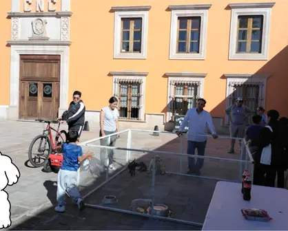 ¿Eres de Durango y quieres una mascota en adopción? Acude a cualquiera de estos lugares