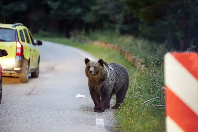 imagen recuadro La fauna nativa de Nuevo León se ve amenazada por el impacto de las acciones humanas en su entorno natural. Foto: Canva