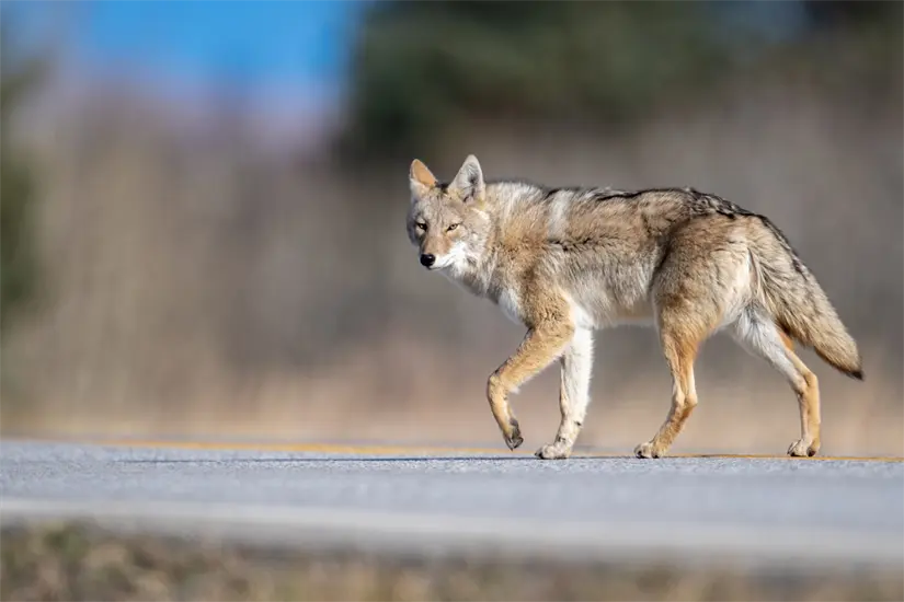 imagen recuadro Las especies endémicas de Nuevo León luchan por sobrevivir ante la creciente presión de las actividades humanas en su hábitat. Foto: Canva