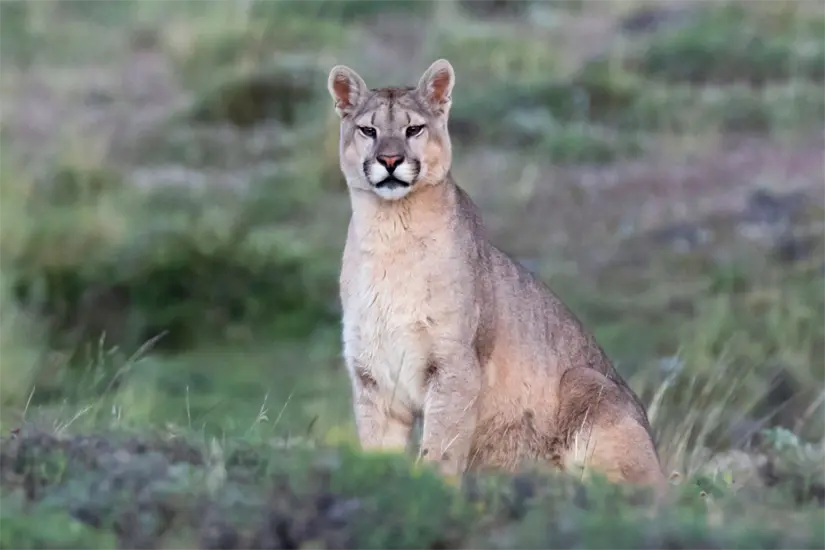 imagen recuadro La riqueza biológica de Nuevo León enfrenta retos significativos por las prácticas humanas que afectan su entorno y bienestar. Foto: Canva