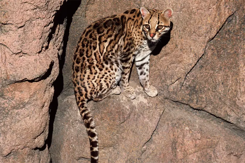 imagen recuadro Las especies nativas de Nuevo León enfrentan serios desafíos debido a la intervención humana en sus ecosistemas. Foto: Canva