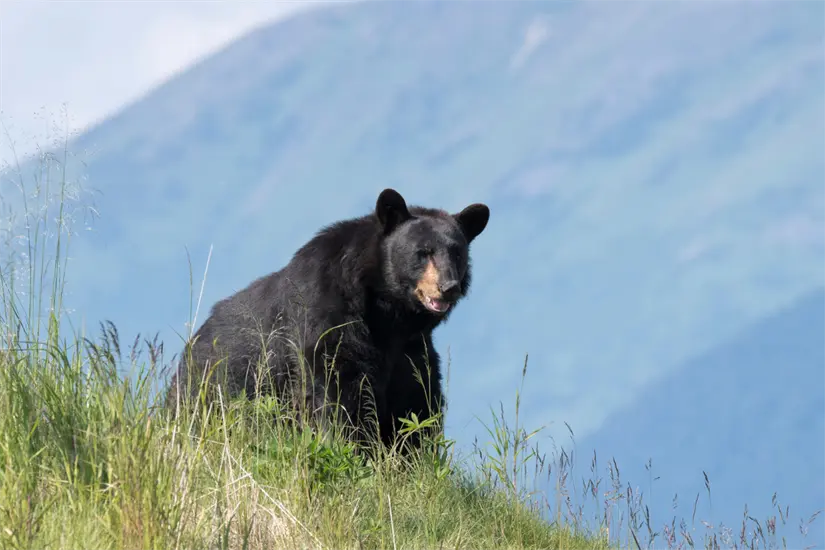 imagen recuadro En Nuevo León, diversas especies nativas combaten constantemente la amenaza del deterioro de su hábitat causada por actividades humanas. Foto: Canva