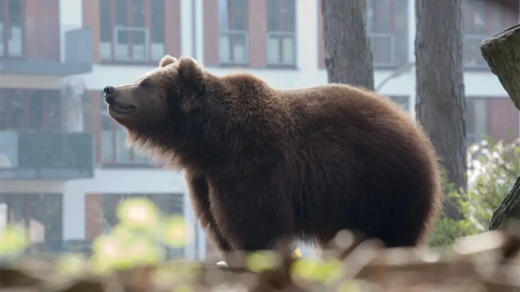 Animales nativos en Nuevo León: Estas especies luchan por proteger su hábitat