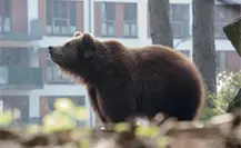 Animales nativos en Nuevo León: Estas especies luchan por proteger su hábitat Animales nativos en Nuevo León: Estas especies luchan por proteger su hábitat