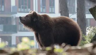 Animales nativos en Nuevo León: Estas especies luchan por proteger su hábitat