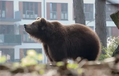 Animales nativos en Nuevo León: Estas especies luchan por proteger su hábitat