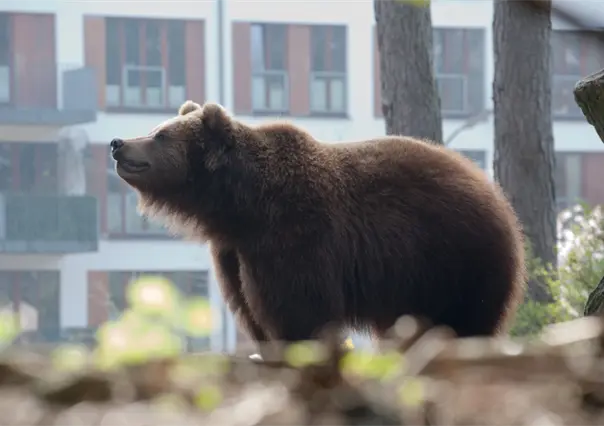 Animales nativos en Nuevo León: Estas especies luchan por proteger su hábitat