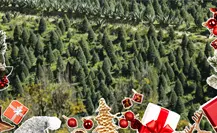 Top 3 lugares del Edomex donde encontrarás los mejores árboles naturales de Navidad Top 3 lugares del Edomex donde encontrarás los mejores árboles naturales de Navidad