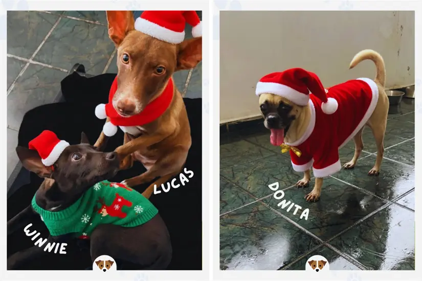 imagen recuadro Ayuda a que más perritos encuentren un hogar temporal y así evitar que pasen las fiestas en un refugio. Foto: IG fundadogmty