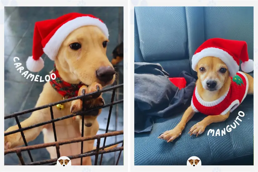 imagen recuadro Conviértete en un héroe navideño dando un hogar temporal a un lomito y fomentando la adopción responsable. Foto: IG fundadogmty