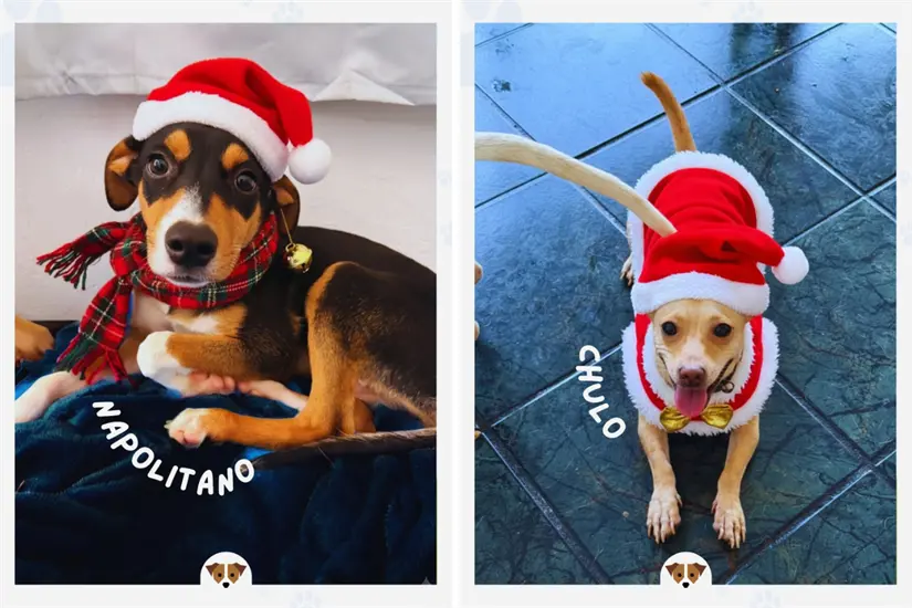 imagen recuadro Tu acción en estas fiestas puede cambiar la vida de un lomito al darle un hogar temporal en lugar de un refugio. Foto: IG fundadogmty