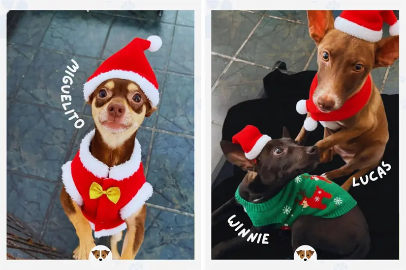 imagen recuadro Durante estas fiestas navideñas, puedes ofrecer un hogar temporal a un perrito y ayudar a promover la adopción responsable. Foto: IG fundadogmty