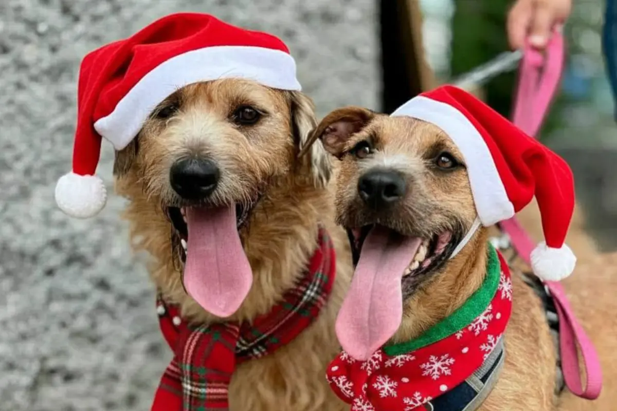 Haz de esta temporada una oportunidad para brindar refugio a un lomito y mejorar su calidad de vida. Foto: Gemini