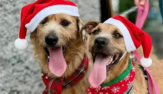 Así puedes darle hogar temporal a un lomito en estas fiestas navideñas en Monterrey