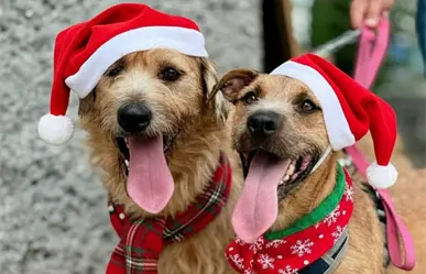 Así puedes darle hogar temporal a un lomito en estas fiestas navideñas en Monterrey