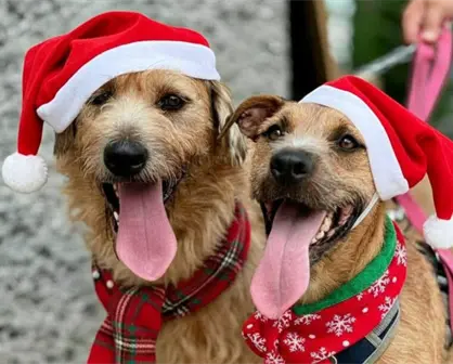 Así puedes darle hogar temporal a un lomito en estas fiestas navideñas en Monterrey