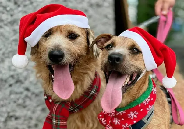 Así puedes darle hogar temporal a un lomito en estas fiestas navideñas en Monterrey