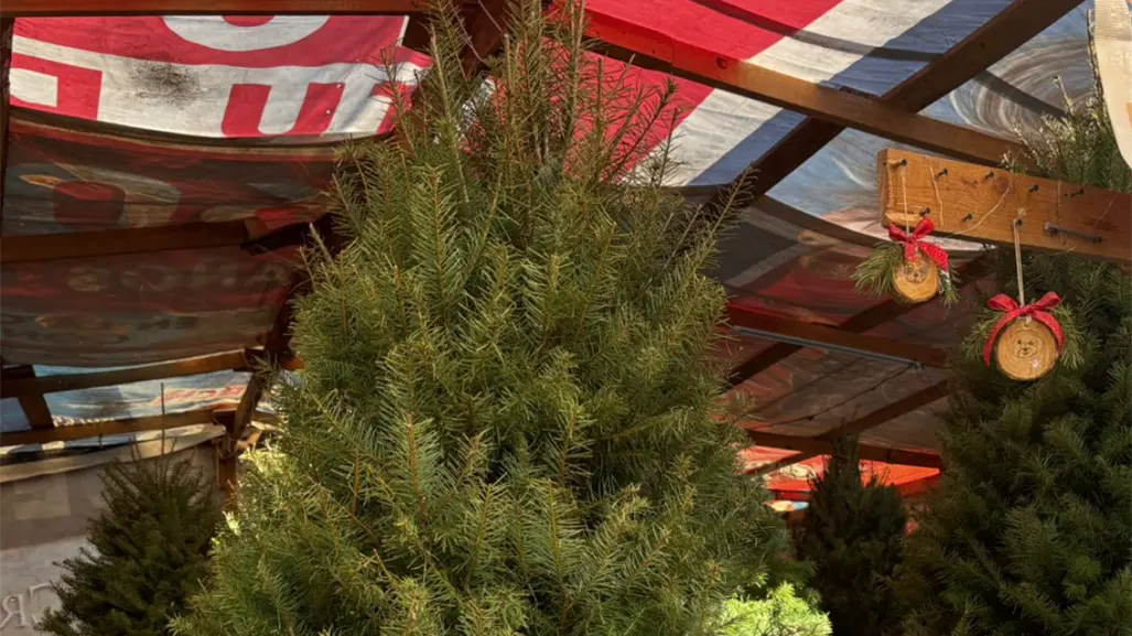 ¿Árbol natural o artificial? Lo que dice la Conafor sobre la mejor opción en Nuevo León