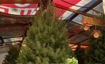 ¿Árbol natural o artificial? Lo que dice la Conafor sobre la mejor opción en Nuevo León