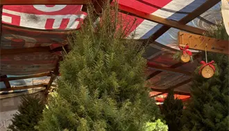 ¿Árbol natural o artificial? Lo que dice la Conafor sobre la mejor opción en Nuevo León