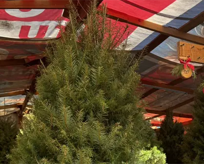 ¿Árbol natural o artificial? Lo que dice la Conafor sobre la mejor opción en Nuevo León