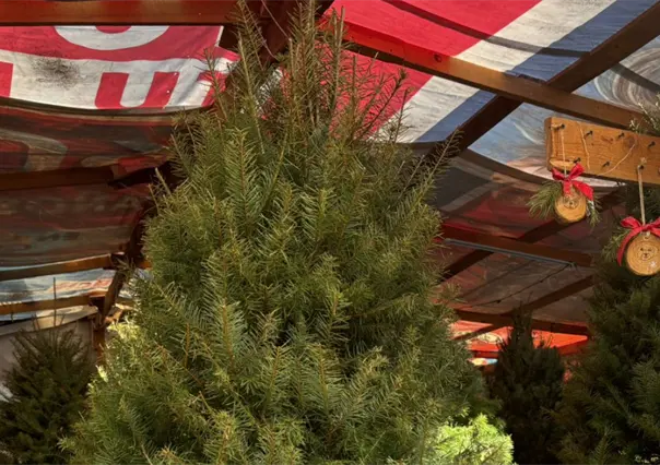 ¿Árbol natural o artificial? Lo que dice la Conafor sobre la mejor opción en Nuevo León