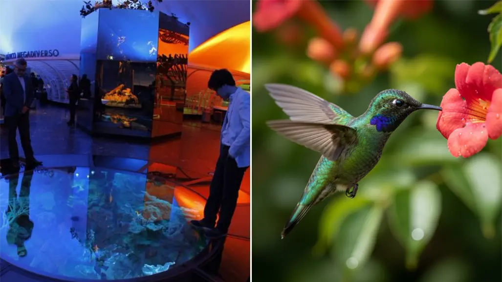 Colibríes, arte y biodiversidad urbana: la nueva exposición del Museo de Historia Natural de la CDMX
