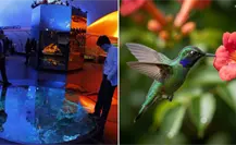 Colibríes, arte y biodiversidad urbana: la nueva exposición del Museo de Historia Natural de la CDMX
