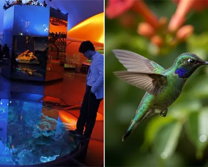 Colibríes, arte y biodiversidad urbana: la nueva exposición del Museo de Historia Natural de la CDMX