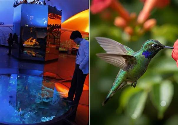 Colibríes, arte y biodiversidad urbana: la nueva exposición del Museo de Historia Natural de la CDMX