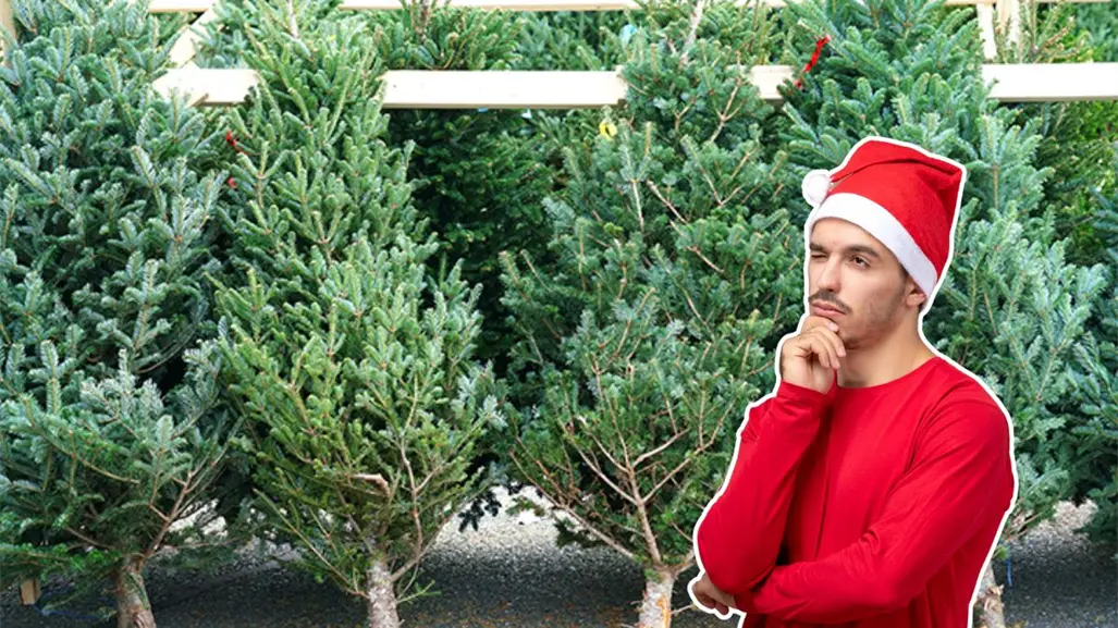 Feria del Pino 2025 en Nuevo León: ¿cuánto cuesta mantener un pino natural durante diciembre?