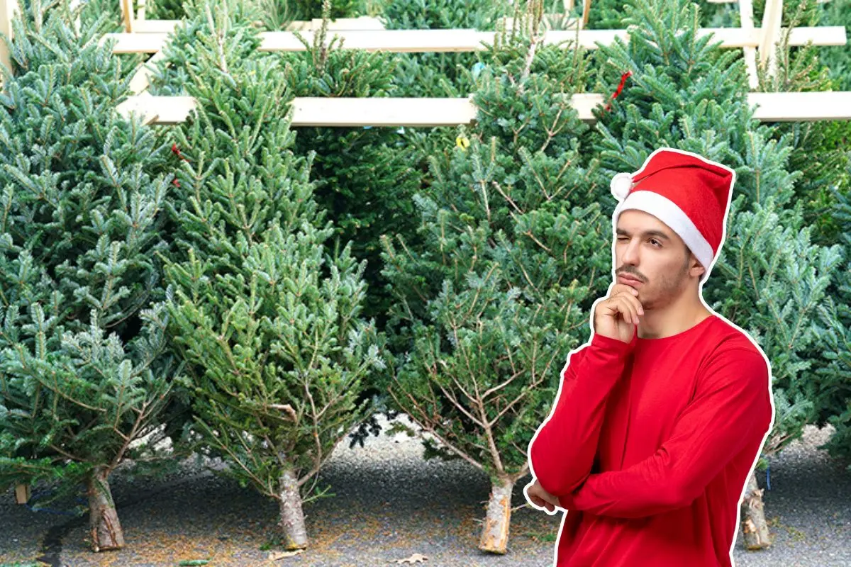 Tener un pino natural en casa puede transformar por completo el ambiente navideño. Foto: Pinturas Doal / CANVA