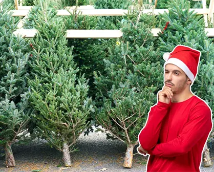 Feria del Pino 2025 en Nuevo Le&oacute;n: &iquest;cu&aacute;nto cuesta mantener un pino natural durante diciembre?