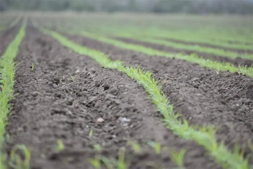 Los Distritos de Riego en la frontera de Tamaulipas dependen en gran medida del trasvase desde Nuevo León y del acopio en las presas internacionales. Foto: Carlos García