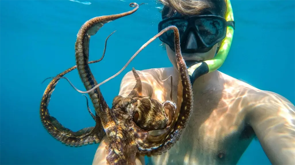 ¿Son viables las granjas de pulpo en Sisal? El IMIPAS responde