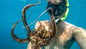 ¿Son viables las granjas de pulpo en Sisal? El IMIPAS responde