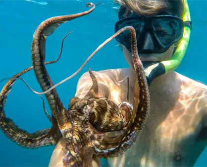 ¿Son viables las granjas de pulpo en Sisal? El IMIPAS responde