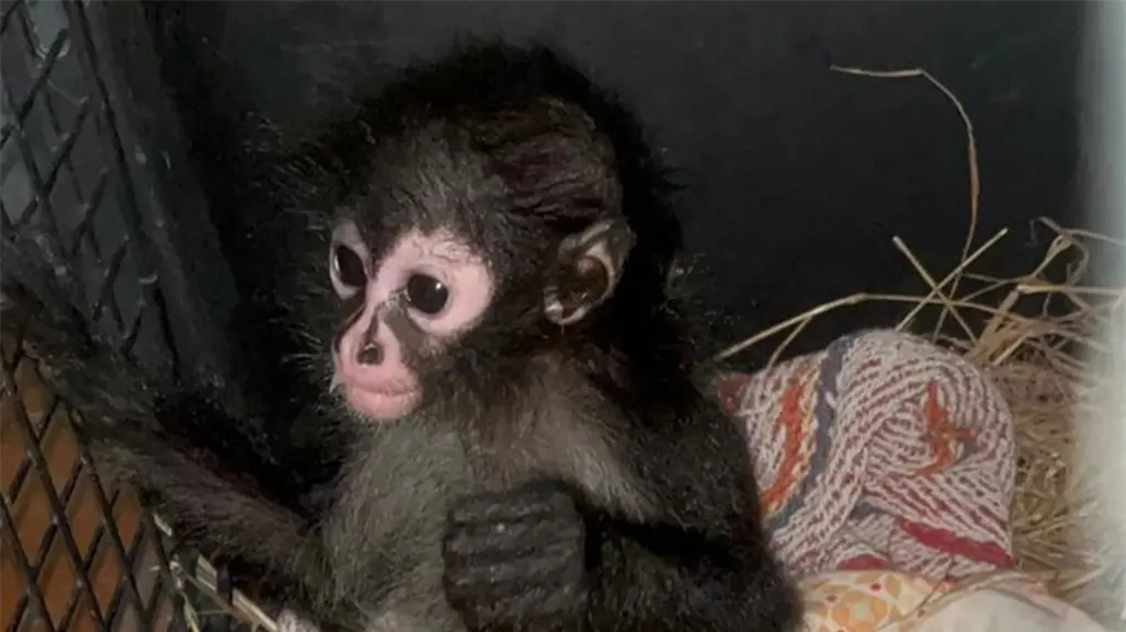 Guardia Forestal de Nuevo León rescata ejemplar de mono araña