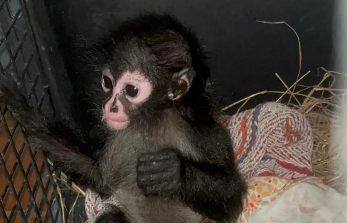 La Guardia Forestal de Nuevo León hace un llamado a la ciudadanía a reportar casos de especies en peligro de extinción para su rescate al teléfono: 81 1608 7514.. Foto: Facebook Guardia Forestal Nuevo León