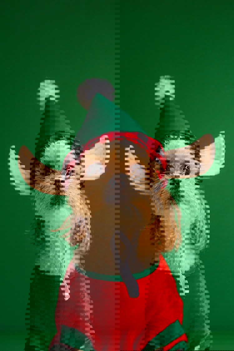 imagen-cuerpo imagen-cuerpo