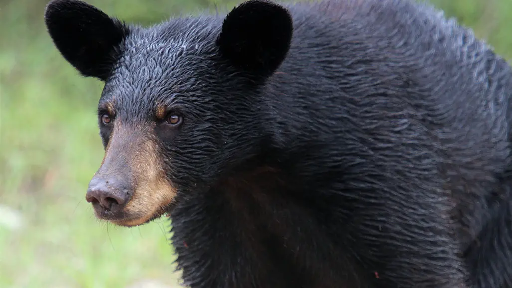 Animales nativos de Nuevo León y su convivencia con la fauna: Conflictos, riesgos y soluciones