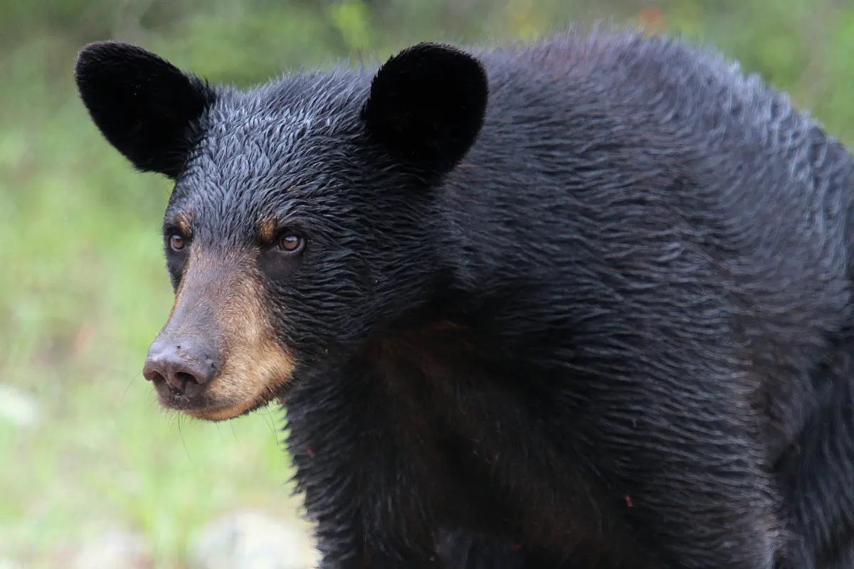 La coexistencia de animales nativos en Nuevo León con la fauna presenta retos significativos que demandan una solución integral. Foto: Chipinque