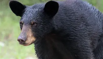 Animales nativos de Nuevo León y su convivencia con la fauna: Conflictos, riesgos y soluciones