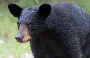 Animales nativos de Nuevo León y su convivencia con la fauna: Conflictos, riesgos y soluciones