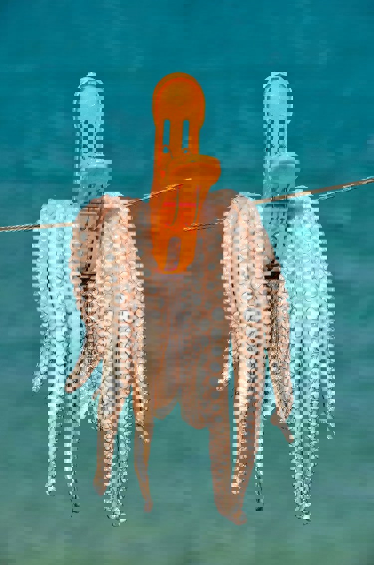 imagen-cuerpo imagen-cuerpo