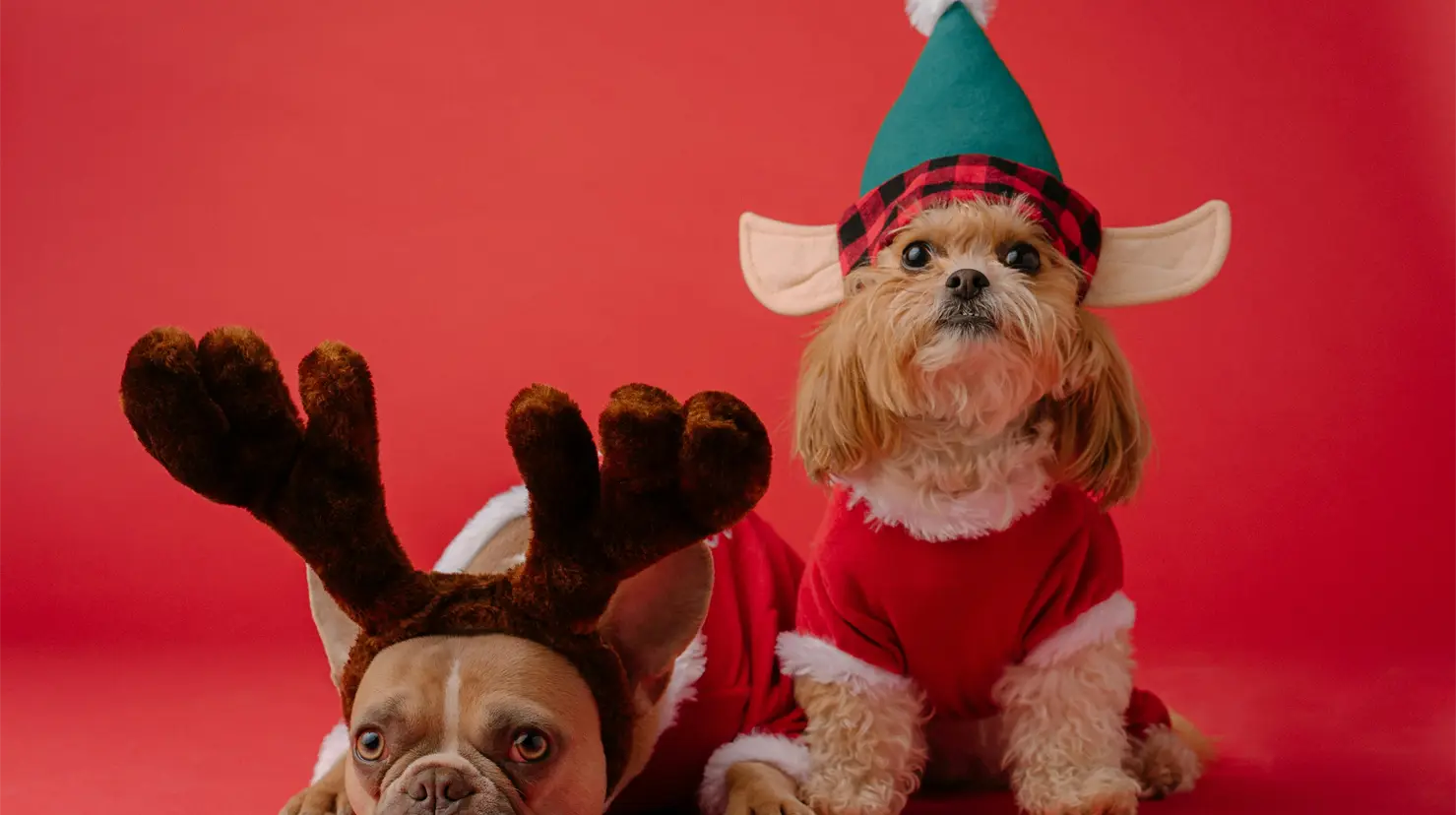 Procivy sugiere mantener a las mascotas dentro del hogar durante las celebraciones navideñas. Foto: Unsplash.
