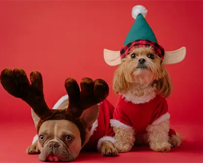 ¿Cómo proteger a tus mascotas en esta temporada invernal en Yucatán? Aquí algunas recomendaciones